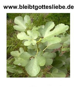 Logo www.bleibtgottesliebe.de Logo
